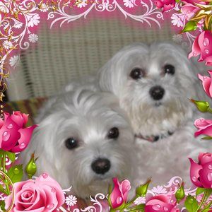 Meet your Posher, Ligaya